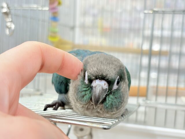 ホオミドリウロコインコ