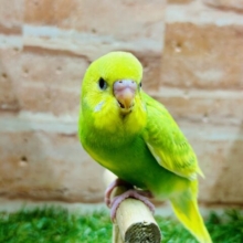 グリーンスパングルカラーのセキセイちゃんがやってきましたよ～💚💚💚　セキセイインコ