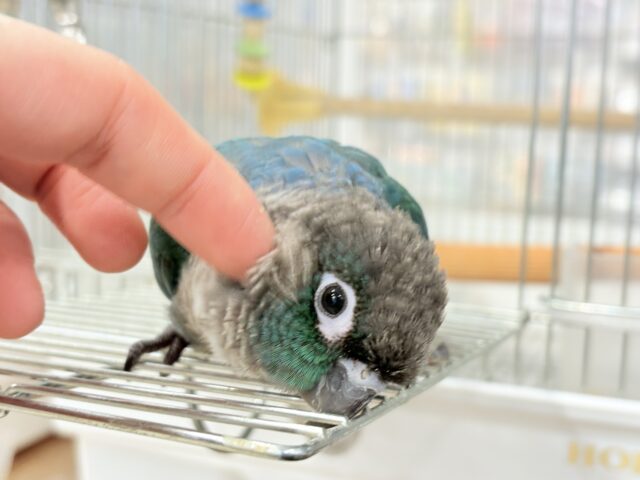 ホオミドリウロコインコ