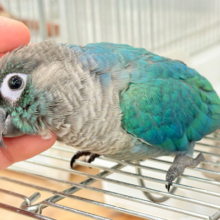 【最新画像・動画更新🪄】ツヤツヤキラキラ✨宝石みたいなわた毛ちゃん🐣💎💫ウロコインコ(バイオレット) ヒナ