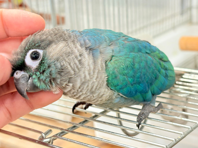 【最新画像・動画更新🪄】ツヤツヤキラキラ✨宝石みたいなわた毛ちゃん🐣💎💫ウロコインコ(バイオレット) ヒナ