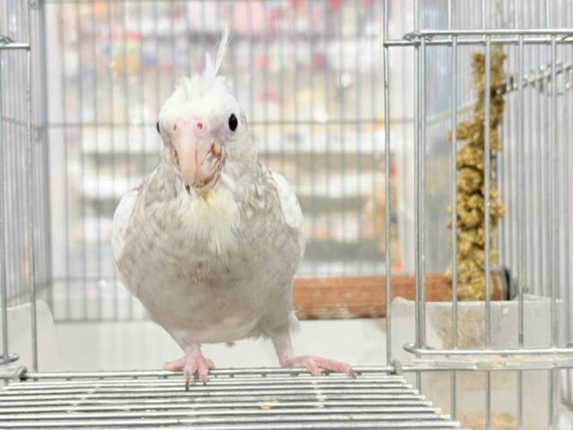 【最新画像更新🪄もうすぐひとり餌☆】ぱやぱや♡ハゲタカみたい🐣🫧オカメインコ(WFパールパイド) ヒナ オカメインコ