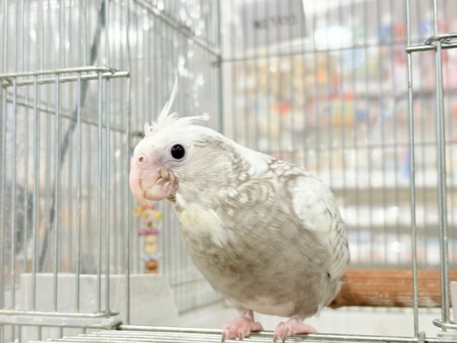 【最新画像更新🪄もうすぐひとり餌☆】ぱやぱや♡ハゲタカみたい🐣🫧オカメインコ(WFパールパイド) ヒナ オカメインコ