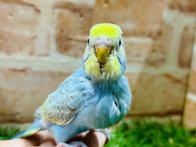 セキセイインコ