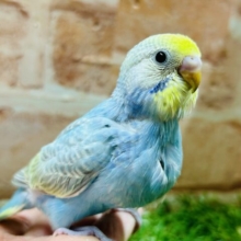 ①キラキラ輝くレインボー🌈🌈🌈　セキセイインコ(レインボー系)