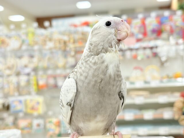 【最新画像更新🪄もうすぐひとり餌☆】ぱやぱや♡ハゲタカみたい🐣🫧オカメインコ(WFパールパイド) ヒナ オカメインコ