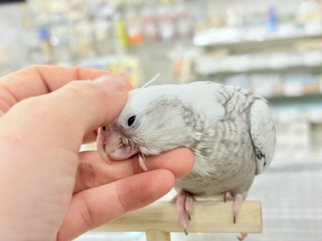 オカメインコ
