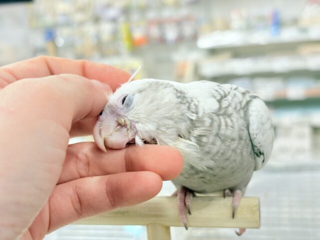 【最新画像更新🪄もうすぐひとり餌☆】ぱやぱや♡ハゲタカみたい🐣🫧オカメインコ(WFパールパイド) ヒナ オカメインコ