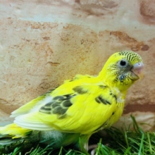 ルックス抜群⚡️⚡️⚡️ハルクインカラーのセキセイちゃんがやってきましたよ〜( ͡° ͜ʖ ͡°) セキセイインコ