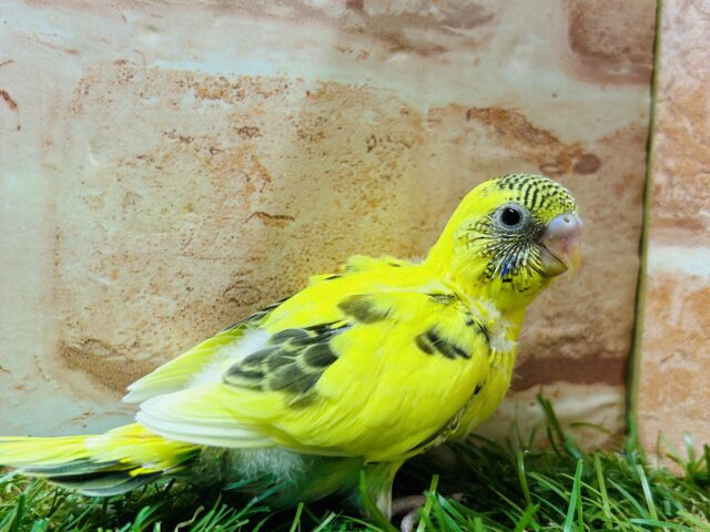 ルックス抜群⚡️⚡️⚡️ハルクインカラーのセキセイちゃんがやってきましたよ〜( ͡° ͜ʖ ͡°) セキセイインコ