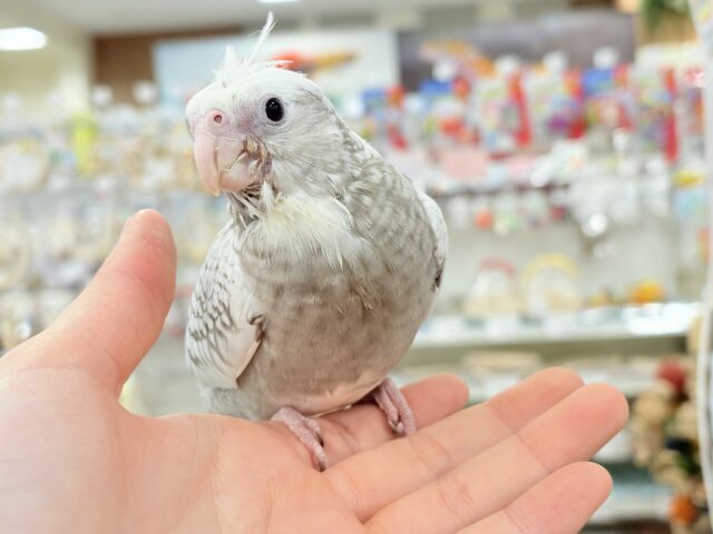 【最新画像更新🪄もうすぐひとり餌☆】ぱやぱや♡ハゲタカみたい🐣🫧オカメインコ(WFパールパイド) ヒナ オカメインコ