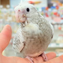 【最新画像更新🪄もうすぐひとり餌‪☆】ぱやぱや♡ハゲタカみたい🐣🫧オカメインコ(WFパールパイド) ヒナ
