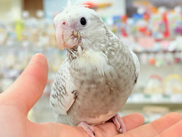 【最新画像更新🪄もうすぐひとり餌☆】ぱやぱや♡ハゲタカみたい🐣🫧オカメインコ(WFパールパイド) ヒナ 【最新画像更新🪄もうすぐひとり餌☆】ぱやぱや♡ハゲタカみたい🐣🫧オカメインコ(WFパールパイド) ヒナ