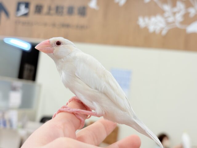 シルバーイノ文鳥
