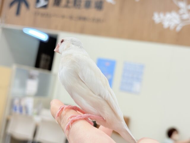 シルバーイノ文鳥
