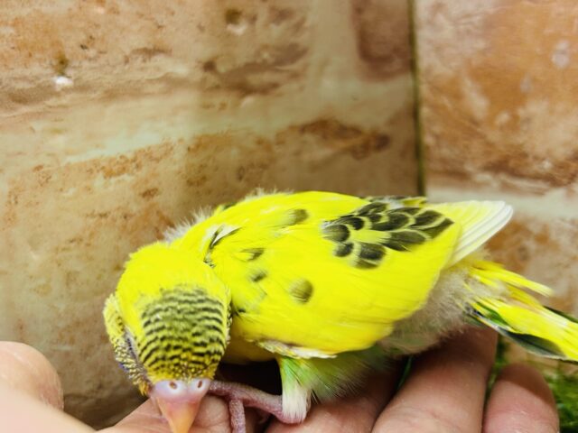 セキセイインコ