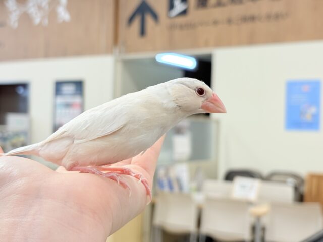 シルバーイノ文鳥