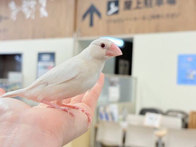シルバーイノ文鳥