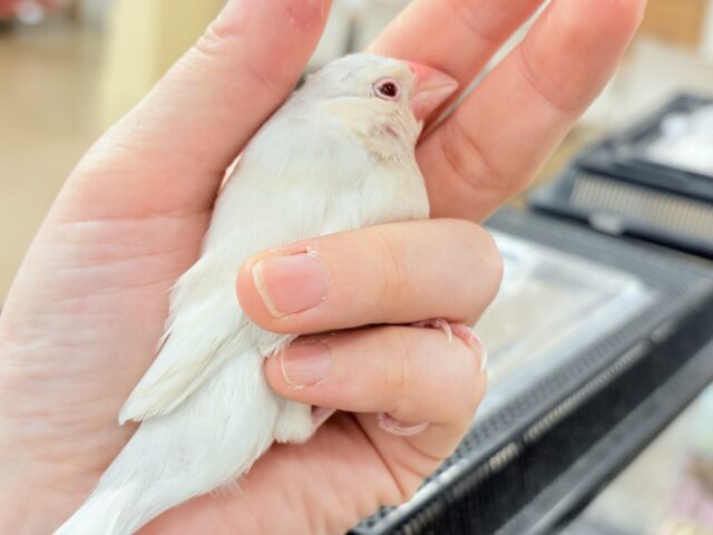 シルバーイノ文鳥