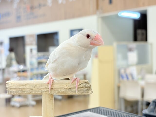 シルバーイノ文鳥