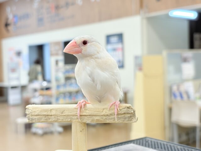 シルバーイノ文鳥