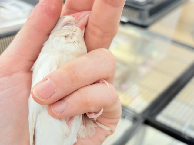 シルバーイノ文鳥