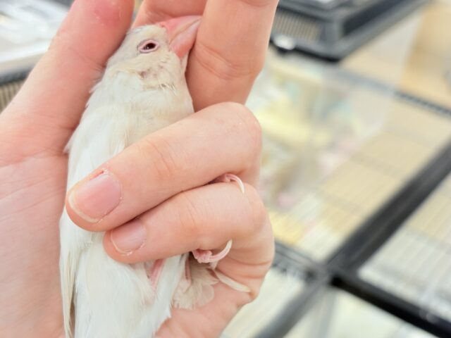 シルバーイノ文鳥