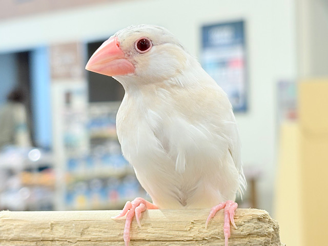 【最新画像更新🪄ひとり餌になりました‪☆】ねぇねぇ、あなたはどんなカラーになるの？☺️文鳥 ヒナ