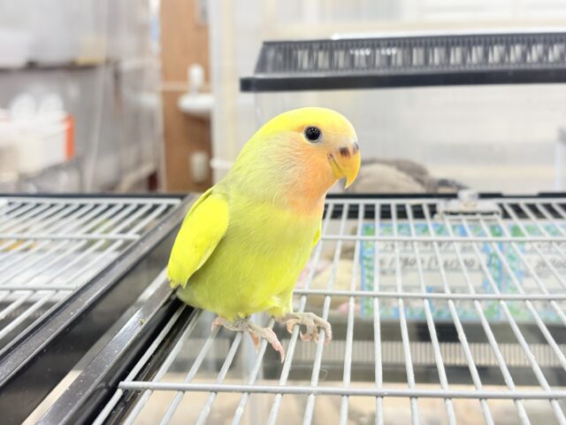 コザクラインコ（小桜インコ）