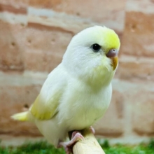 久々にクリームカラーのセキセイちゃんがやってきましたよ〜💛💛💛　セキセイインコ