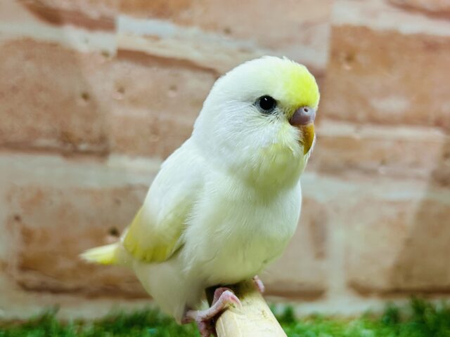 久々にクリームカラーのセキセイちゃんがやってきましたよ〜💛💛💛　セキセイインコ
