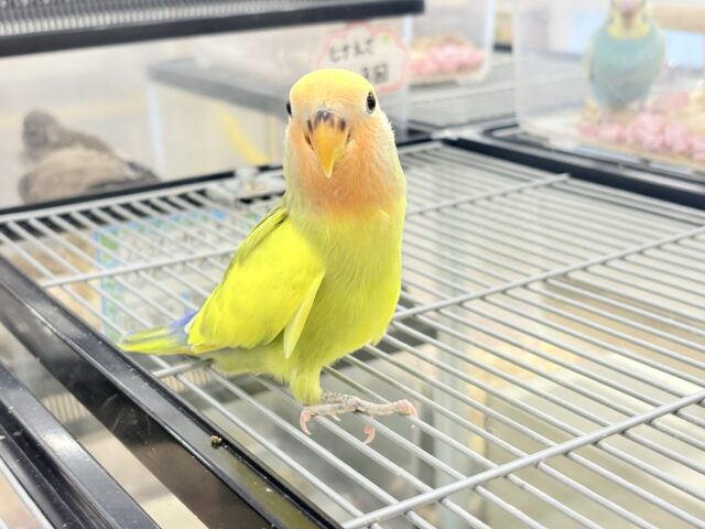 コザクラインコ（小桜インコ）