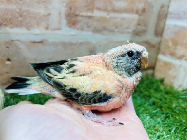 アキクサインコ（秋草インコ）