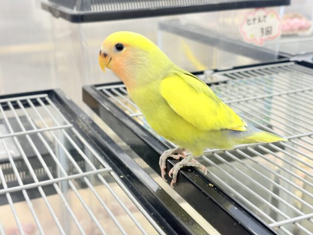 コザクラインコ（小桜インコ）