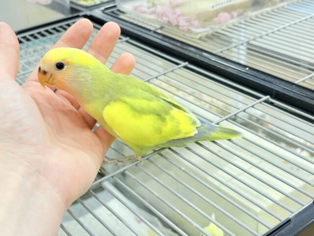 コザクラインコ（小桜インコ）