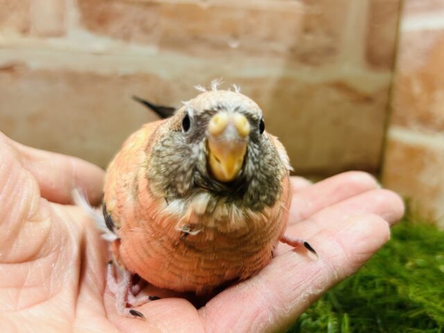 アキクサインコ（秋草インコ）