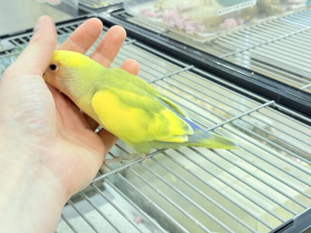 コザクラインコ（小桜インコ）