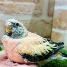 薔薇のように美しいカラーの鳥さんがやってきましたよ〜🌹🌹　アキクサインコ(ローズ)