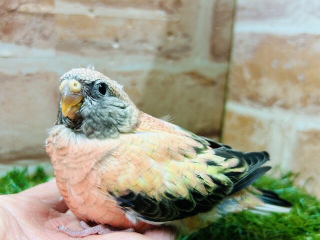 薔薇のように美しいカラーの鳥さんがやってきましたよ〜🌹🌹　アキクサインコ(ローズ)