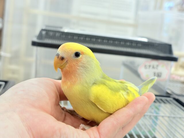 コザクラインコ（小桜インコ）