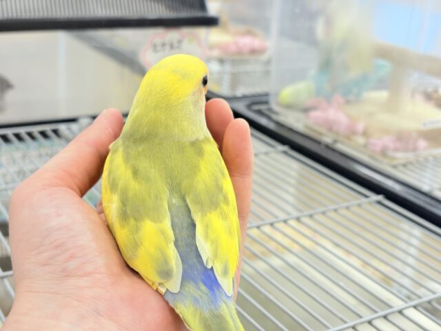 コザクラインコ（小桜インコ）