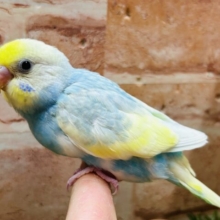 ③レインボー系のセキセイちゃんがやってきましたよ〜♫💛💙❤️💚　セキセイインコ