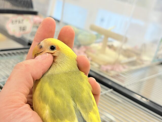 コザクラインコ（小桜インコ）