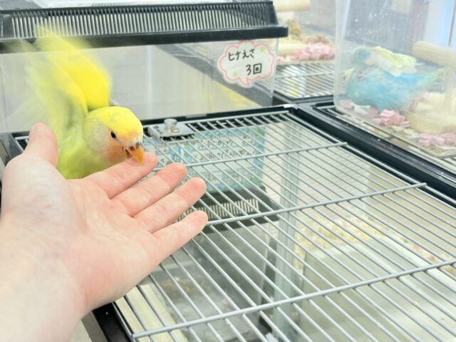 コザクラインコ（小桜インコ）