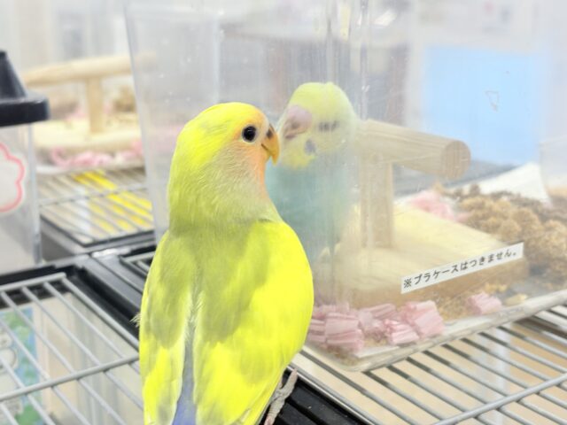 コザクラインコ（小桜インコ）
