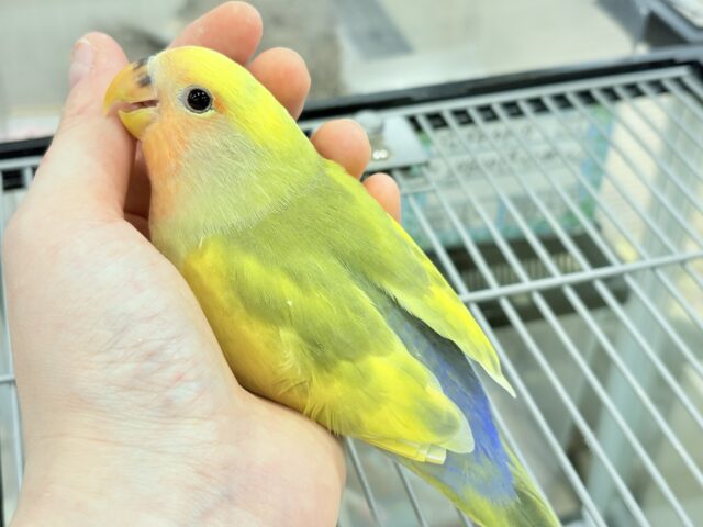 コザクラインコ（小桜インコ）