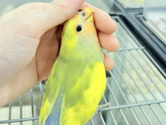 コザクラインコ（小桜インコ）