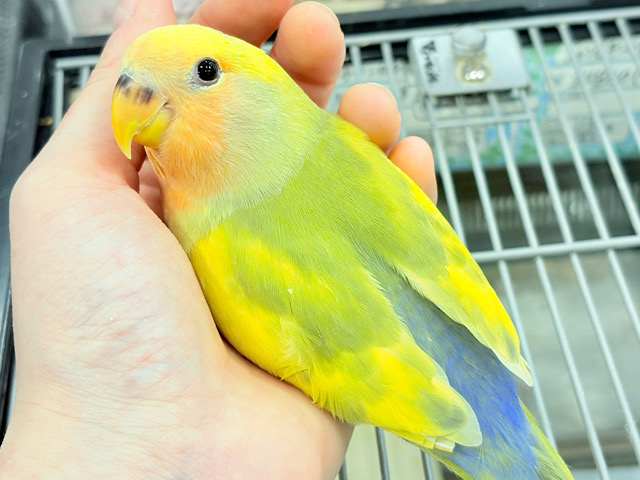 【最新画像更新🪄もうすぐひとり餌‪☆】フレッシュ🍋ビタミン🍊ブーケット💐コザクラインコ(タイガーチェリー) ヒナ