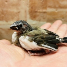 大人気のおチビちゃん⁉️⁉️ 十姉妹ちゃんの登場です❤️❤️