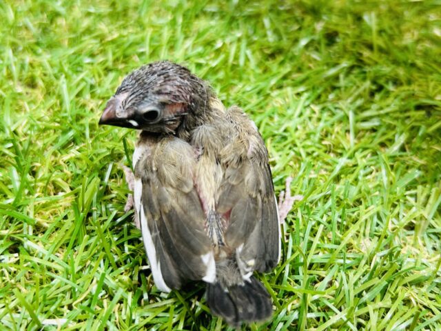 十姉妹（ジュウシマツ）